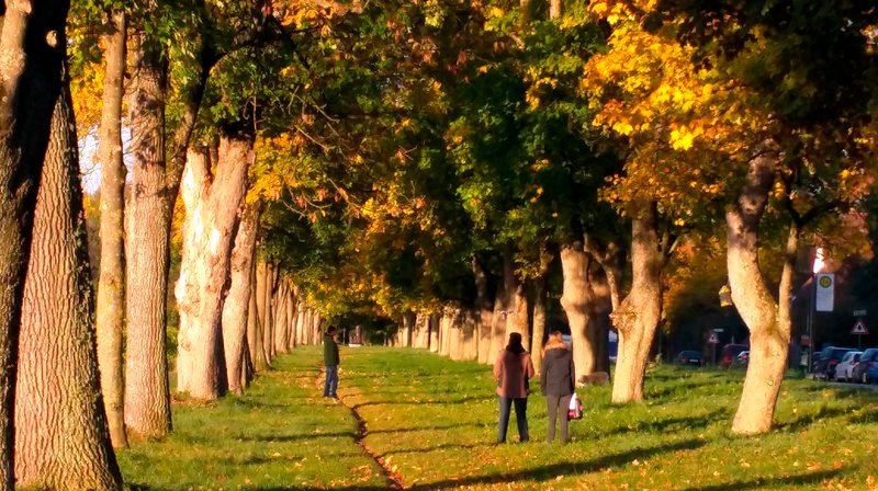 Morgenstimmung in der Allee in Augsburg-Hochzoll. Weiteres Bildmaterial erhalten Sie unter www.br-foto.de. – Bild: BR/Frank Dussmann Morgenstimmung in der Allee in Augsburg-Hochzoll. Weiteres Bildmaterial erhalten Sie unter www.br-foto.de. – Bild: BR/Frank Dussmann