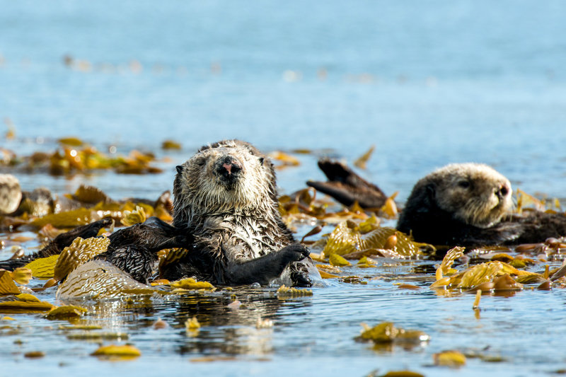 Tierische Herzensbrecher – Bild: Phoenix