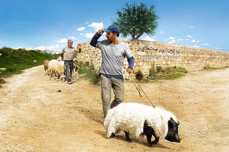 Bayerisches Fernsehen DAS SCHWEIN VON GAZA, am Samstag (22.11.14) um 23:00 Uhr. Jafaar (Sasson Gabai, rechts) tarnt das Schwein als Schaf, damit seine Glaubensgenossen nicht herausfinden, dass er den Eber zu Zuchtzwecken an eine israelische Siedlerin ausleiht. Weiteres Bildmaterial finden Sie unter www.br-foto.de. – Bild: BR/​Telepool/​Alamode Film