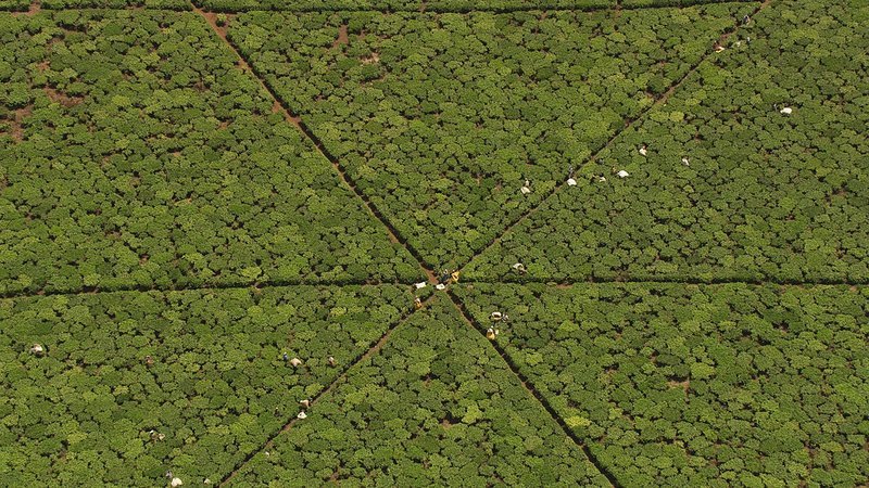 Teeplantagen in der Region Kericho, Kenya. – Bild: ORF