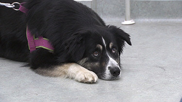 Wie Tiere fühlen – Bild: Planet