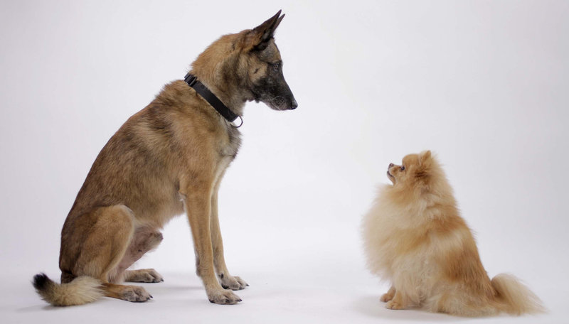 Zwei Helden auf acht Pfoten – Bild: BR/​Michelle Faye/​Step Dogs Productions Inc.