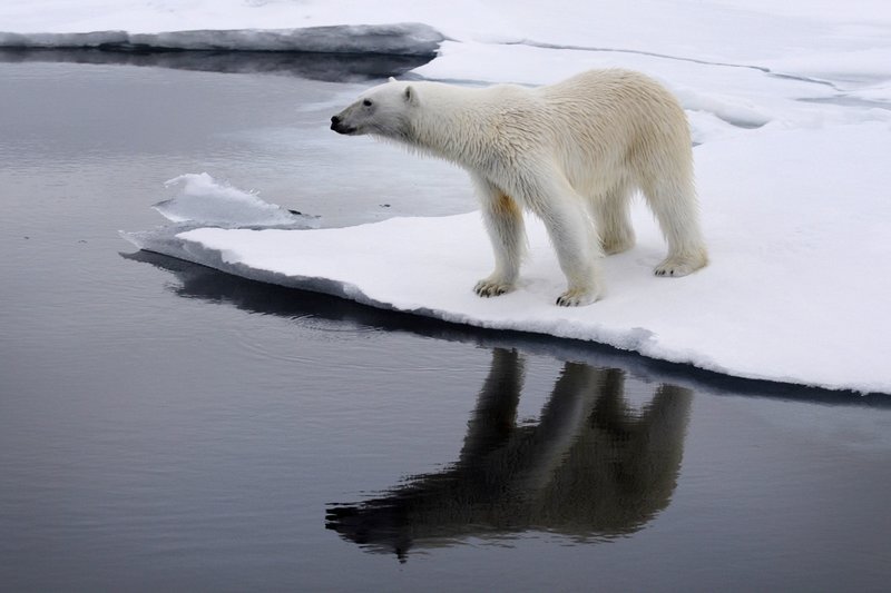 Ein junger Eisbär entdeckt eine Robbe. – Bild: BR/​Kai Schubert