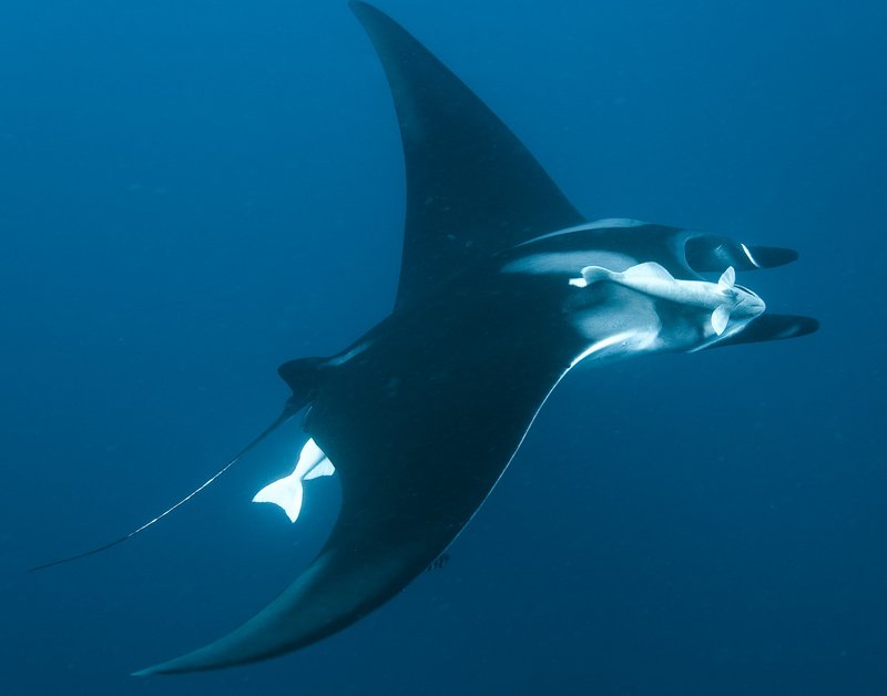 Elegant schwebt der Rochen durchs endlose Blau des Ozeans ... – Bild: Universum Film Lizenzbild frei Elegant schwebt der Rochen durchs endlose Blau des Ozeans ... – Bild: Universum Film Lizenzbild frei