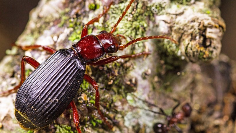 Unglaubliche Insekten – Bild: N24 Doku