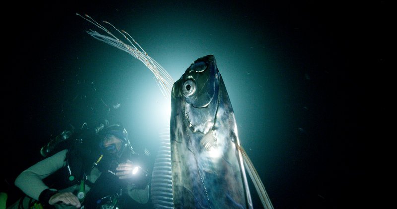 Fluss-Monster S08E01: Der Riemenfisch (Deep Sea Demon) – Fernsehserien.de