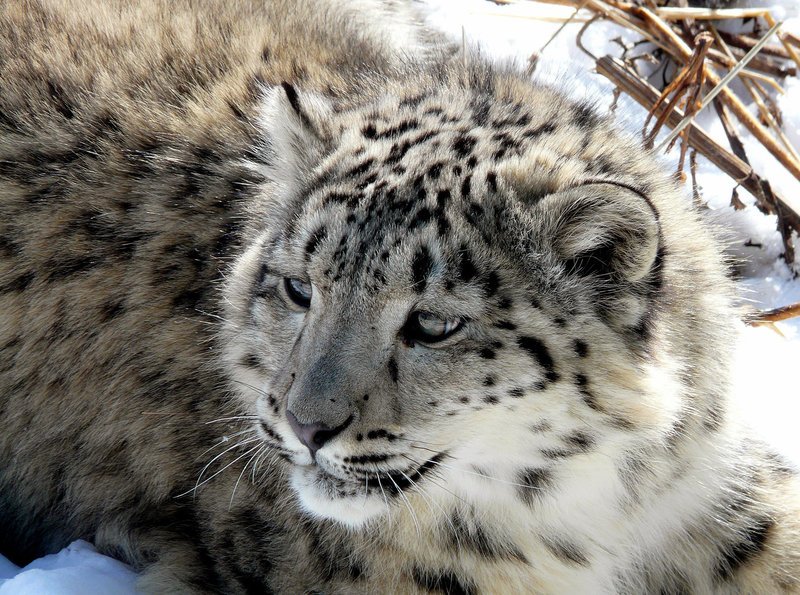 Junger Schneeleopard. – Bild: HR/​Rolf Bickel