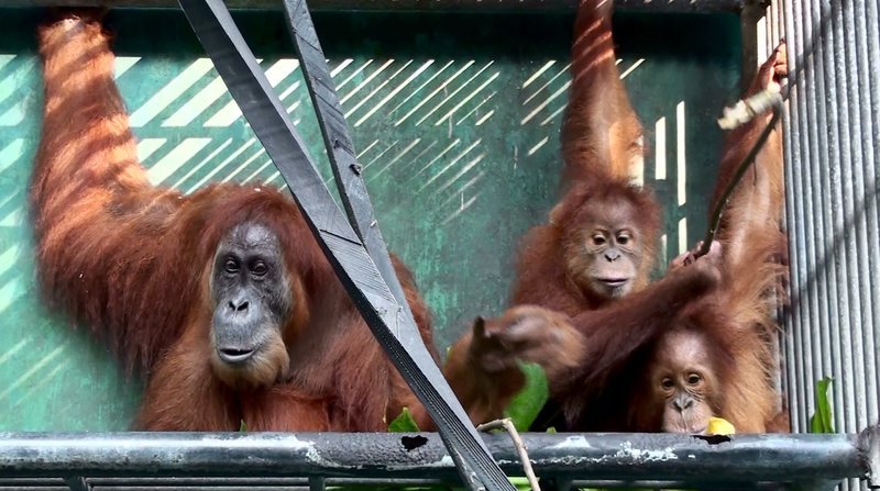 Sechs Jahre verbrachte die Orang-Utan-Mutter Gober in einem Käfig der Quarantäne-Station des SOCP (Sumatran Orangutan Conservation Programme). Seit einer Operation wegen Erblindung durch Grauen Star kann sie wieder sehen. Sie und ihre beiden vierjährigen Zwillinge Ginting und Ganteng wurden in der Station geboren. Alle drei sind sie Wildtiere geblieben. Nichts ist da naheliegender, als sie endlich auszuwildern. – Bild: ORF