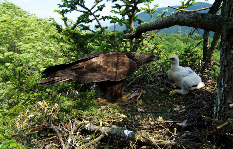 Steinadler - König der Berge – Bild: WDR /​ © nautilusfilm