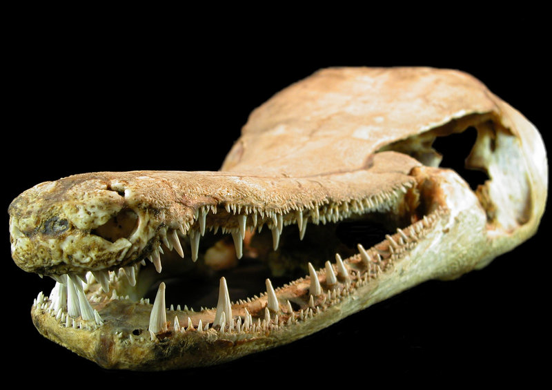 Auf Der Suche Nach Dem Monsterfisch Auf Der Suche Nach Dem Monsterfisch