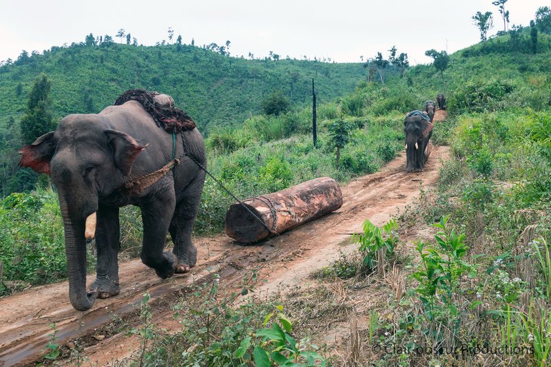 Heute werden Elefanten hauptsächlich beim Holzfällen in den Wäldern eingesetzt. – Bild: ARTE/​RTBF /​ © Clair-obscur Productions /​ © Clair-obscur Productions