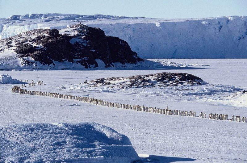 Tollpatschig watscheln die „Frackträger“ über das Eis, um ihre 200 Kilometer entfernte Brutkolonie zu erreichen. – Bild: MDR/​Studiocanal