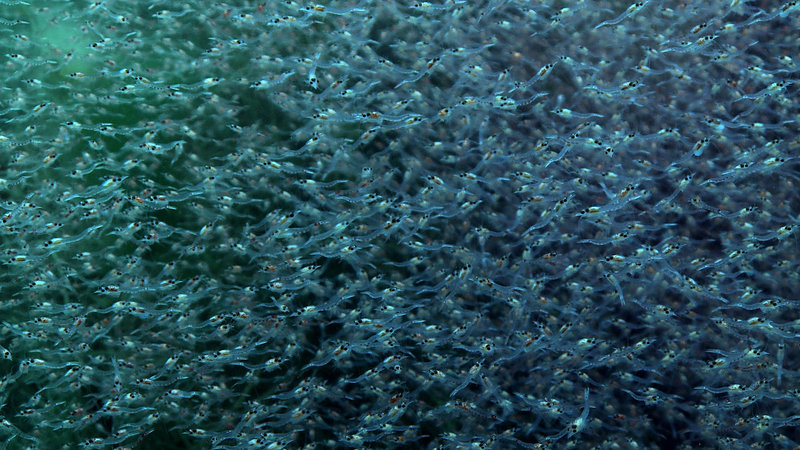 Dschungel unter Wasser – Bild: ARTE F /​ © Seppia Längengrad Filmproduktion