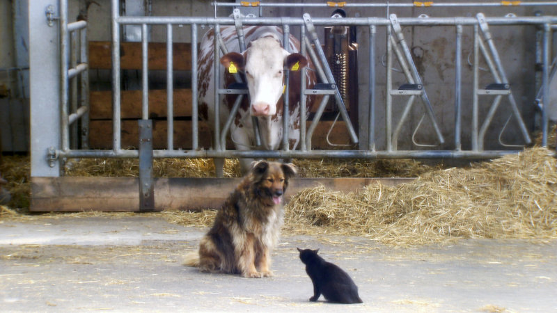 Landlust - Landfrust – Bild: ORF