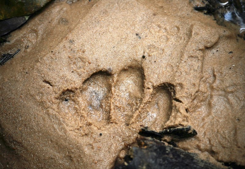 Unter Gorillas - Abenteuer Urwald – Bild: NDR/​NDR Naturfilm/​Christina Karliczek