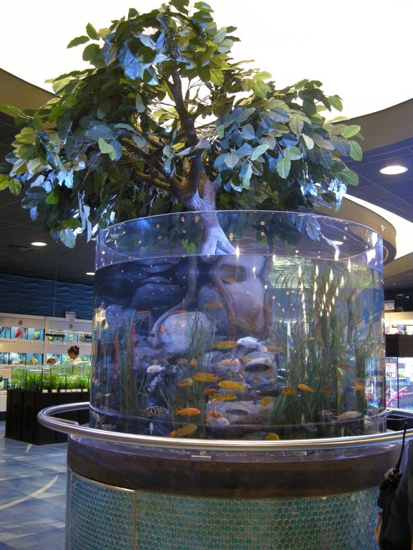 Fish Tank Kings Gigantische Wasserwelten S02E07 Baum im Aquarium (There’s A Tree In My Tank