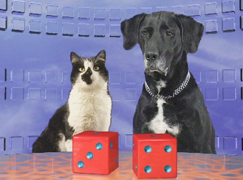 Hund oder Katze – wer macht beim Intelligenztest die meisten Punkte? – Bild: HR/​WDR