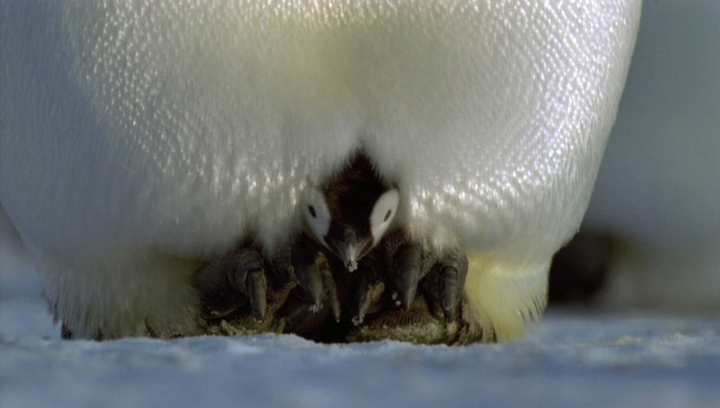 Das Leben der Pinguine – Bild: N24 Doku