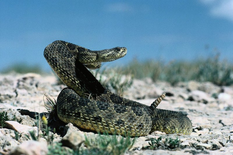  – Bild: ANIMAL PLANET /​ JEFF FOOTT /​ DHD