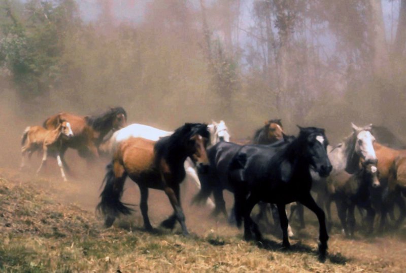 Wildpferde in Galicien, im Nordwesten Spaniens. – Bild: HR/SWR Wildpferde in Galicien, im Nordwesten Spaniens. – Bild: HR/SWR