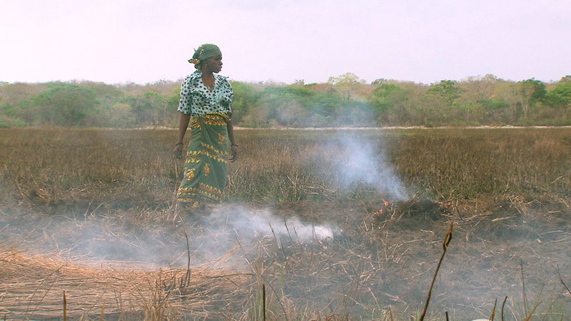 Heutzutage wird in Mosambik wieder traditioneller Wanderfeldbau (Brandrodung) zur Selbstversorgung betrieben. – Bild: ARTE F /​ © Gedeon Programmes