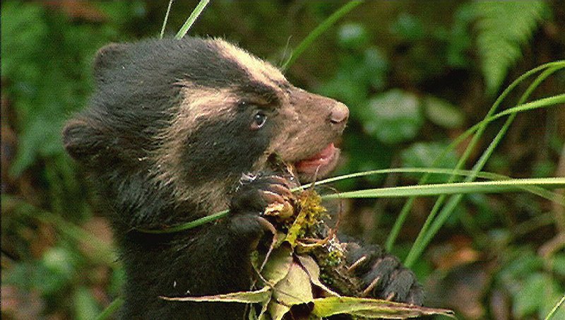 Ein junger Brillenbär testet pflanzliche Kost. Bis jetzt lebte er nur von der Muttermilch. Später werden Bromelien seine Hauptnahrung sein. – Bild: ZDF und Hans Giffhorn