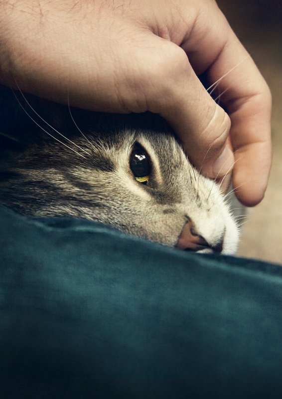 Kater – Bild: 3sat