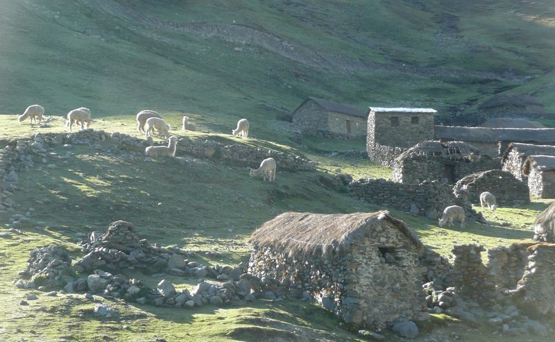 Die Dörfer von Queros in den peruanischen Anden auf 4.300 Metern Höhe und seine Alpakas. – Bild: BR/​Angelika Vogel