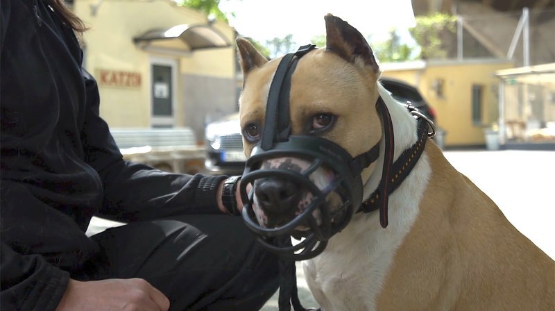 SENDER: ARD – SENDETITEL: Wie gefährlich sind Kampfhunde? – Eine Reise durch Hundedeutschland – UNTERTITEL: Die Story im Ersten: – CAPTION:
ARD/RB DIE STORY IM ERSTEN: SIND KAMPFHUNDE GEFÄHRLICH?, „Eine Reise durch Hundedeutschland“, am Montag (13.08.18) um 22:45 Uhr im ERSTEN..Im April 2018 beißt ein American Staffordshire Mix seine zwei Halter tot, eine Woche später tötet ein weiterer Mischling dieser Rasse ein Baby durch einen Biss in den Kopf. Kampfhunde darf man in einigen Bundesländern weder halten noch züchten, in anderen ist dies erlaubt. Denn der Hund ist Ländersache! .Ist es sinnvoll, bestimmte Rassen zu verbieten oder sollte man darauf setzen, Hundehaltern Wissen über ihr Tier zu vermitteln?..Kampfhund Mikey wurden die Ohren abgeschnitten, als er ein Welpe war. Das ist Tierquälerei und in Deutschland verboten..© Radio Bremen, honorarfrei – Verwendung gemäß der AGB im engen inhaltlichen, redaktionellen Zusammenhang mit genannter RB-Sendung und bei Nennung „Bild: Radio Bremen“ (S2). Radio Bremen, Presse- und Öffentlichkeitsarbeit, 28100 Bremen, Tel: 0421/246–41017, Fax: -41096, presseinfo@radiobremen.de, www.radiobremen.de/presse – Bild: Radio Bremen SENDER: ARD – SENDETITEL: Wie gefährlich sind Kampfhunde? – Eine Reise durch Hundedeutschland – UNTERTITEL: Die Story im Ersten: – CAPTION:
ARD/RB DIE STORY IM ERSTEN: SIND KAMPFHUNDE GEFÄHRLICH?, „Eine Reise durch Hundedeutschland“, am Montag (13.08.18) um 22:45 Uhr im ERSTEN..Im April 2018 beißt ein American Staffordshire Mix seine zwei Halter tot, eine Woche später tötet ein weiterer Mischling dieser Rasse ein Baby durch einen Biss in den Kopf. Kampfhunde darf man in einigen Bundesländern weder halten noch züchten, in anderen ist dies erlaubt. Denn der Hund ist Ländersache! .Ist es sinnvoll, bestimmte Rassen zu verbieten oder sollte man darauf setzen, Hundehaltern Wissen über ihr Tier zu vermitteln?..Kampfhund Mikey wurden die Ohren abgeschnitten, als er ein Welpe war. Das ist Tierquälerei und in Deutschland verboten..© Radio Bremen, honorarfrei – Verwendung gemäß der AGB im engen inhaltlichen, redaktionellen Zusammenhang mit genannter RB-Sendung und bei Nennung „Bild: Radio Bremen“ (S2). Radio Bremen, Presse- und Öffentlichkeitsarbeit, 28100 Bremen, Tel: 0421/246–41017, Fax: -41096, presseinfo@radiobremen.de, www.radiobremen.de/presse – Bild: Radio Bremen