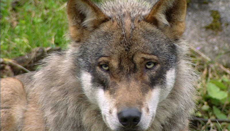 Der Alpenwolf. – Bild: ZDF und SR Der Alpenwolf. – Bild: ZDF und SR