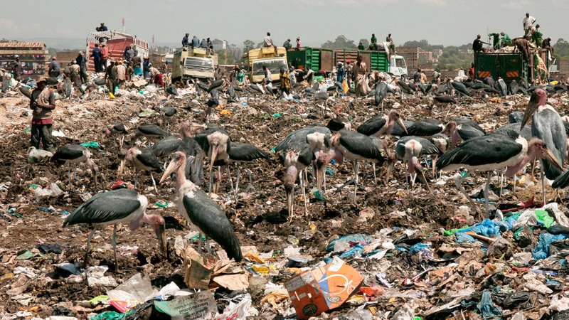 Die Marabus prägen entscheidend das Stadtbild Nairobis. Als Aasfresser bildet die Dandora-Deponie, die größte Mülldeponie Ostafrikas, die sich über 13 Hektar erstreckt, ihre wichtigste Nahrungsquelle. – Bild: ARTE /​ © ORF/​Udo Maurer