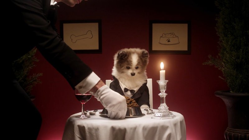 A puppy is in suit being served fancy meal by candlelight. – Bild: Discovery Communications