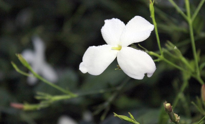 Jasmin - König der Düfte – Bild: phoenix/​SWR/​Thomas Aders