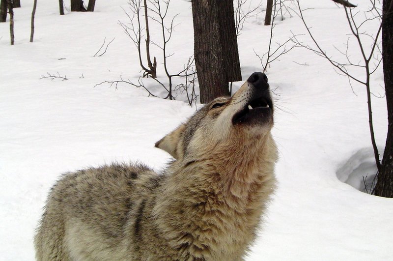 Die Wölfe in der russischen Tver-Region haben es schwer, denn die meisten Menschen sind nur an deren Tod interessiert. Eine Ausnahme ist der Wolfsforscher Vladimir Bologov: Schon seit seiner Kindheit ist er fasziniert von diesen Tieren und hat es sich zur Aufgabe gemacht ihr Leben und ihre Verhaltensweisen zu erforschen. – Bild: BR/Angela Schmid Die Wölfe in der russischen Tver-Region haben es schwer, denn die meisten Menschen sind nur an deren Tod interessiert. Eine Ausnahme ist der Wolfsforscher Vladimir Bologov: Schon seit seiner Kindheit ist er fasziniert von diesen Tieren und hat es sich zur Aufgabe gemacht ihr Leben und ihre Verhaltensweisen zu erforschen. – Bild: BR/Angela Schmid