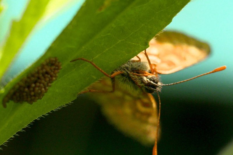 Obwohl ein Weibchen der Goldenen Scheckenfalter etwa 200 Eier legt, ist die Art bedroht. – Bild: ZDFHonorarfreie Verwendung nur im Zusammenhang mit genannter Sendung und bei folgender Nennung „Bild: Sendeanstalt/Copyright“. Andere Verwendungen nur nach vorheriger Absprache Obwohl ein Weibchen der Goldenen Scheckenfalter etwa 200 Eier legt, ist die Art bedroht. – Bild: ZDFHonorarfreie Verwendung nur im Zusammenhang mit genannter Sendung und bei folgender Nennung „Bild: Sendeanstalt/Copyright“. Andere Verwendungen nur nach vorheriger Absprache