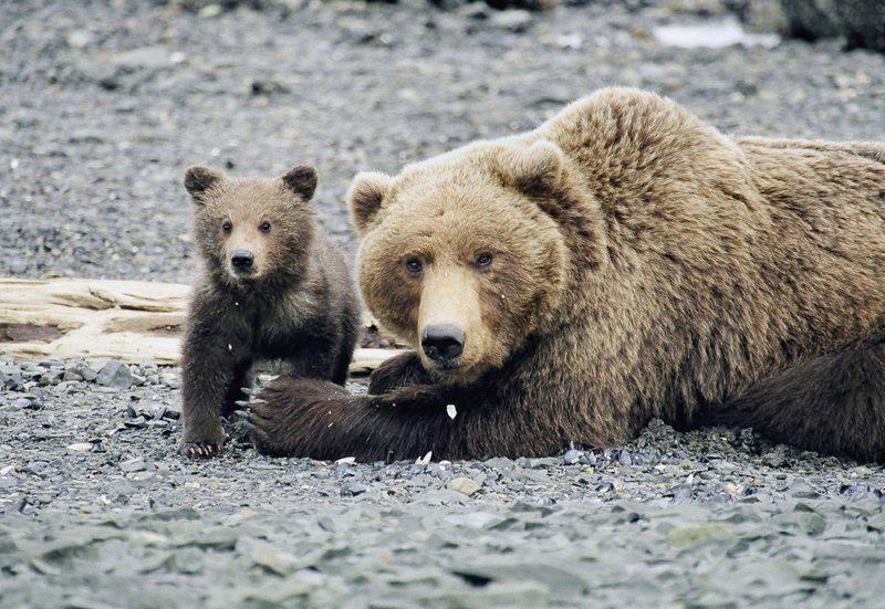 Die Bärin ist mit ihrem Jungen auf dem Rücken auf eine Insel geschwommen. Dort gibt es keine Konkurrenten. Für den kleinen Bären ist die Mutter Lehrerin und Spielkameradin zugleich. – Bild: PHOENIX/​NDR/​Viking Film