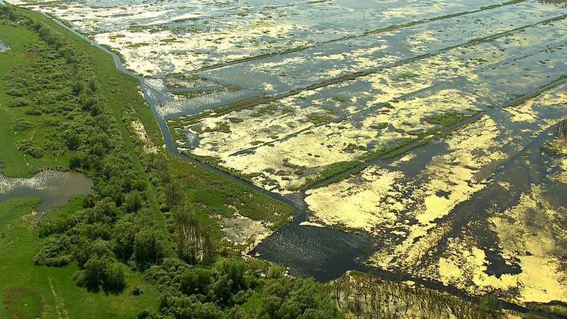 Vorpommerns Auen - Schreiadler und Biber – Bild: Geo Television /​ NDR Natur