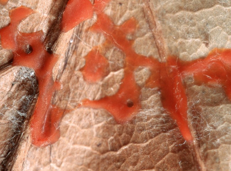 Als wären sie nicht von dieser Welt – Bild: BR/​WDR/​eye of science