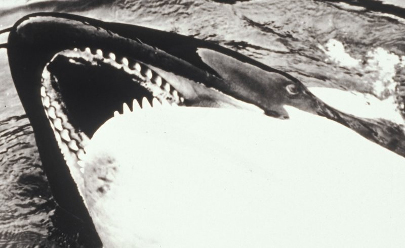 Angriffslustige Haie und Wale rächen sich grausam an Tierquälern … – Bild: sat1/​kabel1