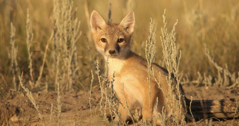 Der Swift-Fuchs war Anfang des 20. Jahrhunderts bereits aus großen Teilen der Prärie verschwunden. Erfolgreiche Wiederansiedlungsprhogramme brachten den kleinen Jäger zurück. – Bild: Terra Mater Factual Studios / River Road Films Ltd. Der Swift-Fuchs war Anfang des 20. Jahrhunderts bereits aus großen Teilen der Prärie verschwunden. Erfolgreiche Wiederansiedlungsprhogramme brachten den kleinen Jäger zurück. – Bild: Terra Mater Factual Studios / River Road Films Ltd.