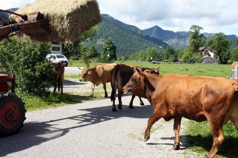 Das deutsche Kobe-Rind, die Murnau-Werdenfelser-Rinder. – Bild: ORF