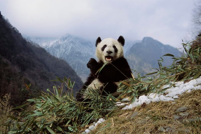 Wolong Nature Reserve, China --- A Giant panda eats bamboo in Wolong Valley. --- Image by © Keren Su/​CORBIS – Bild: Copyright: Discovery Communications, Inc. For Show Promotion Only