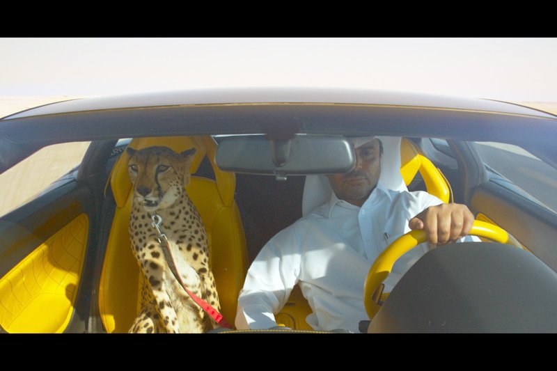 Im Geschwindigkeitsrausch rast ein Mann mit seinem Lamborghini über eine leere Piste, als Beifahrer ein Gepard … – Bild: Atopic