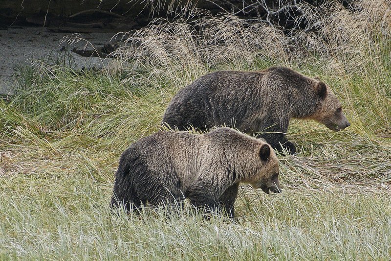 Grizzly-Bären in British Columbia. – Bild: HR/​Gerhard Amm