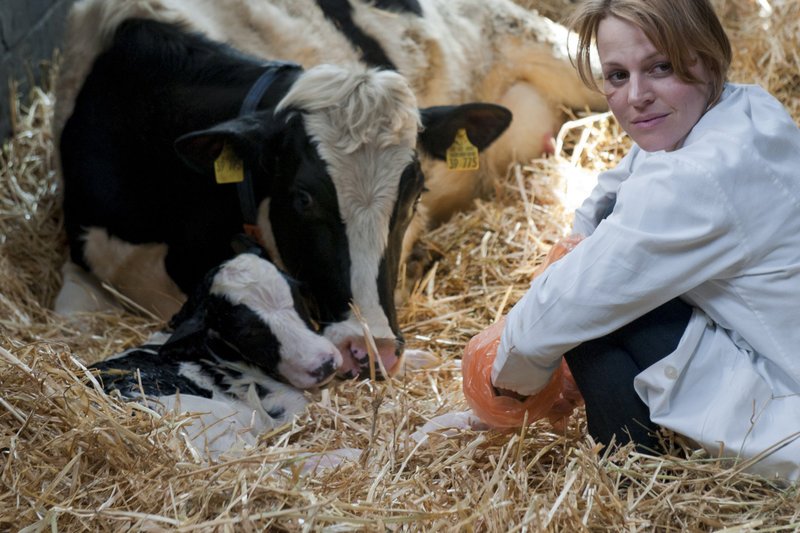 Landärztin Ellen Roth (Maria Simon) bringt ein gesundes Kalb auf die Welt. – Bild: ZDF und Christine Schroeder