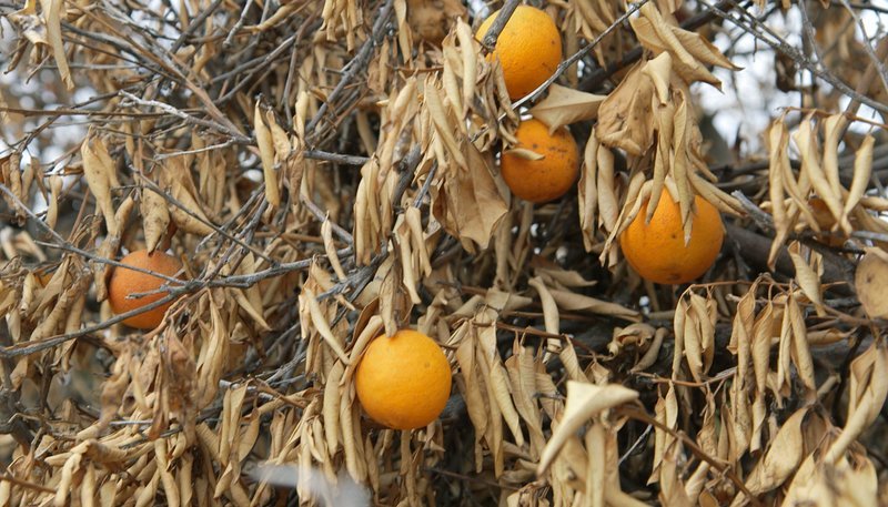 In den USA verlieren Farmer ihre Ernte durch die Dürre. – Bild: WDR/​Facts & Pictures Media/​Christian Jentzsch