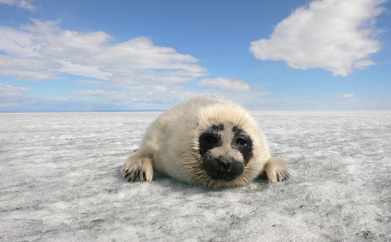 Die Robbenzähler vom Baikalsee – Bild: ZDF und rbb/​Wolfgang Mertin