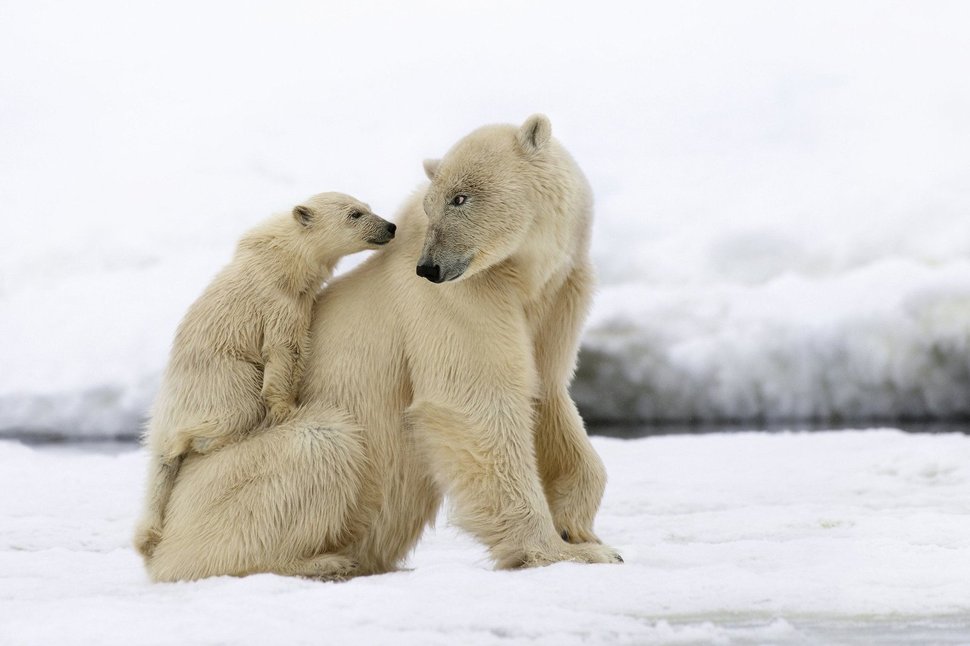 Der erste Winter: Wie Tierkinder die Kälte meistern – fernsehserien.de