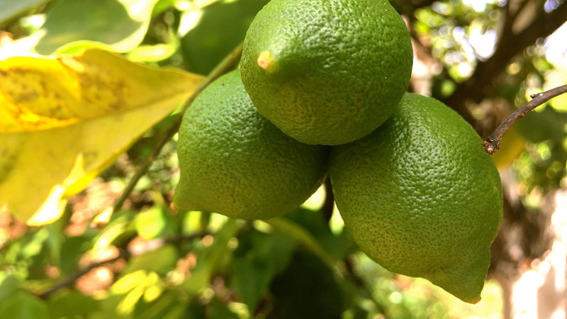 Wo die Zitronen blühn – Bild: Bibel TV