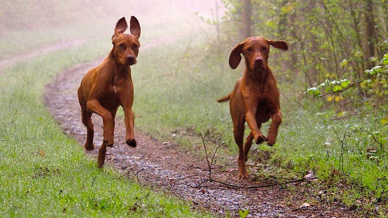 Jagdkumpane – Bild: Bibel TV